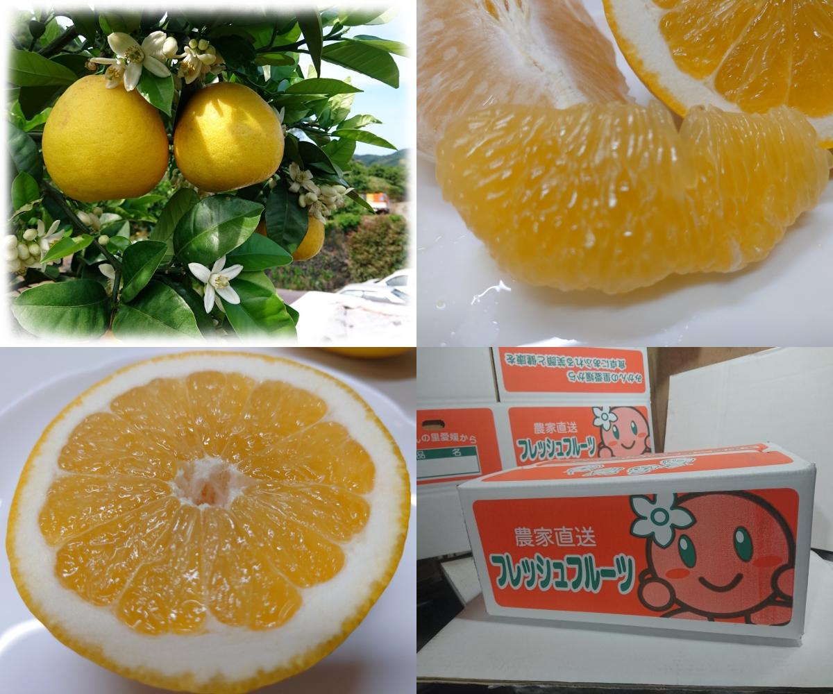 夏の季節にピッタリ!すっきり爽やか黄金果実 河内晩柑